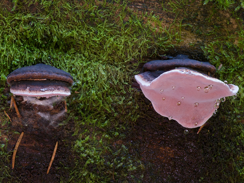 Fomitopsis rosea